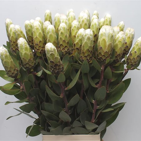 Protea Little Lady White