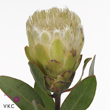 Protea Little Lady White