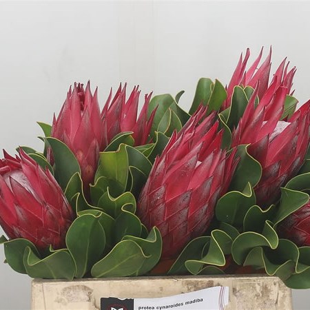Protea Cynaroides Madiba