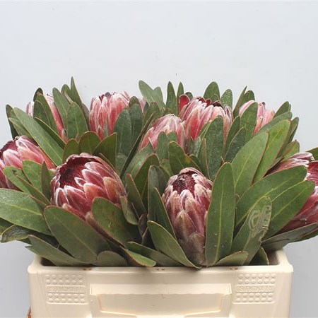 Protea Pink Ice