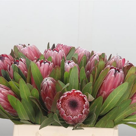 Protea Pink Ice