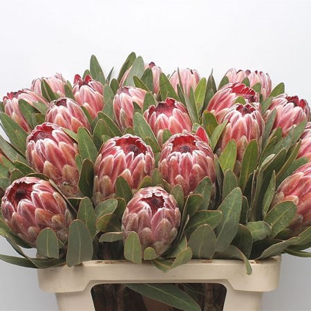 Protea Pink Ice