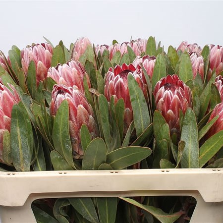 Protea Pink Ice