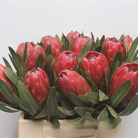 Protea Red Ice