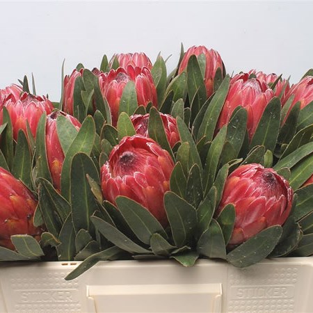 Protea Red Ice