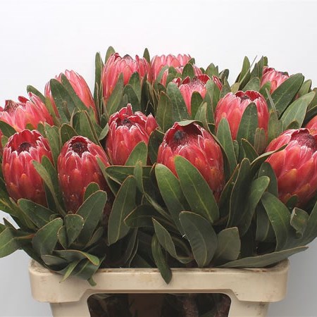 Protea Red Ice