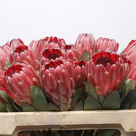 Protea Sharon