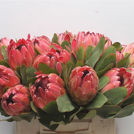 Protea Silvia