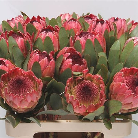 Protea Silvia