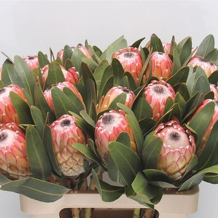 Protea Susara