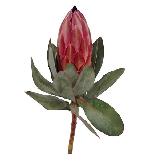 Protea Teresa