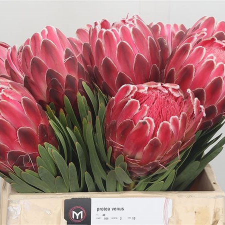 Protea Venus