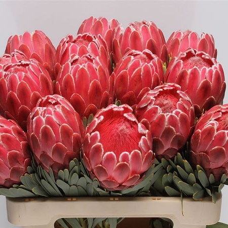 Protea Venus