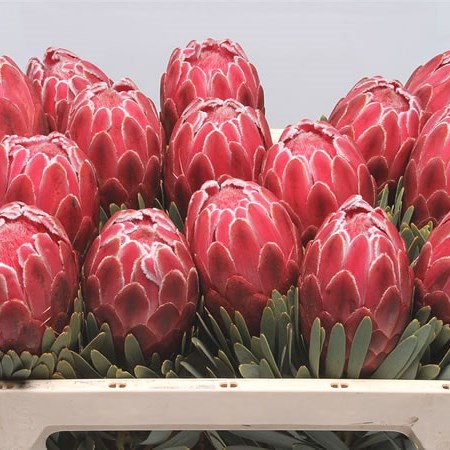 Protea Venus