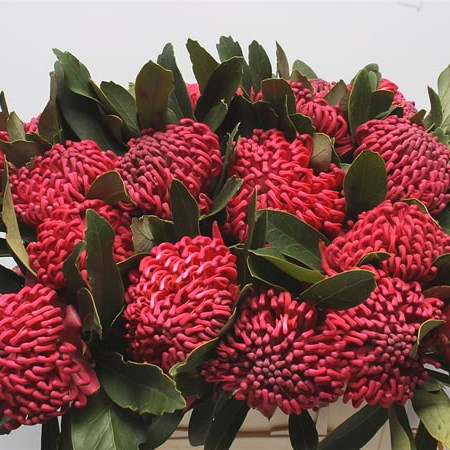 Protea Waratah