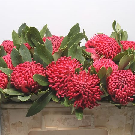 Protea Waratah