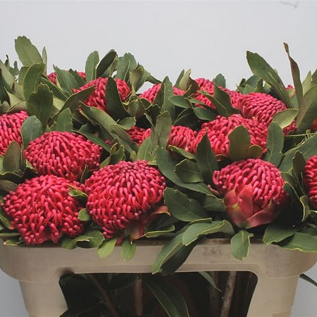 Protea Waratah