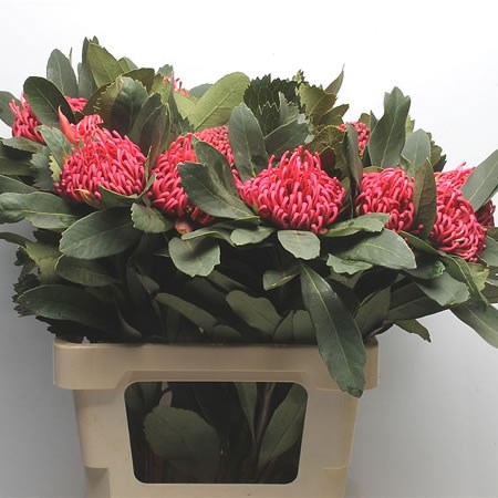 Protea Waratah (Extra)