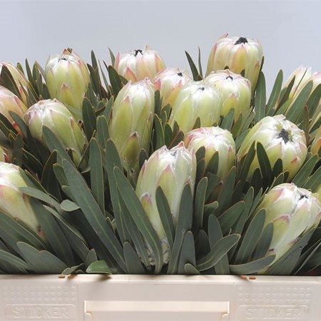 Protea White Night