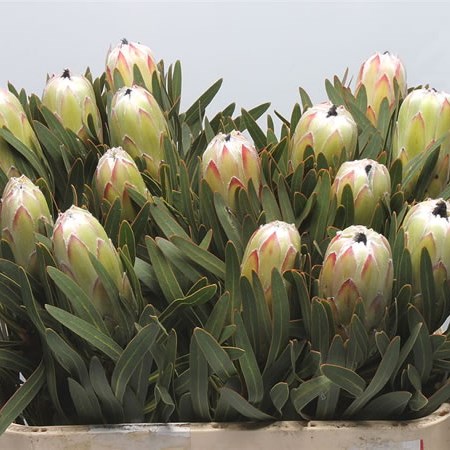 Protea White Night