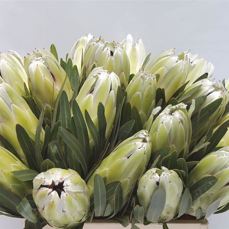 Protea White Pride