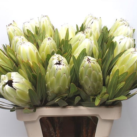 Protea White Pride