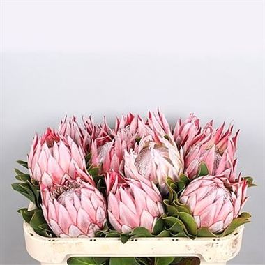 Protea Cynaroides