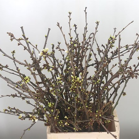 Prunus White