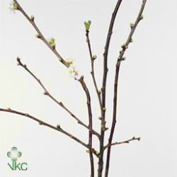 Prunus Cerasus Morel