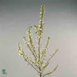 Prunus Glandulosa Alba Plena
