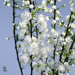 Prunus Glandulosa Alba Plena