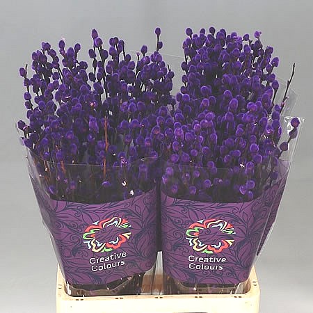 Pussy Willow Dyed Purple