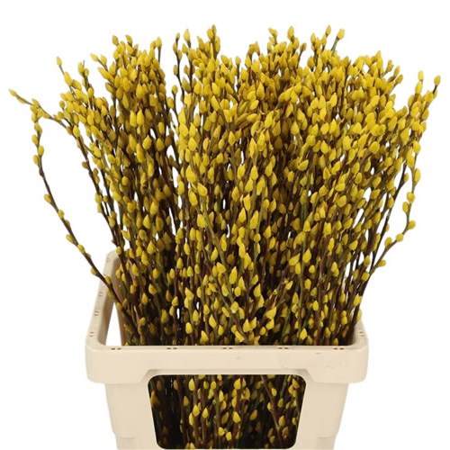 Pussy Willow Dyed Yellow
