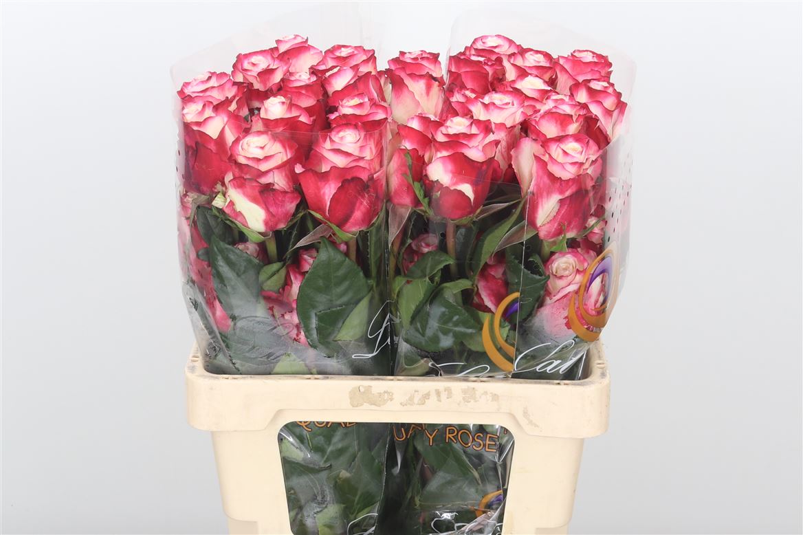 Rose Sweetness (Ecuador)