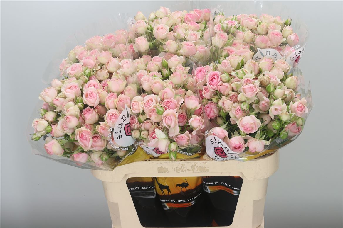 Rose Spray Dinara