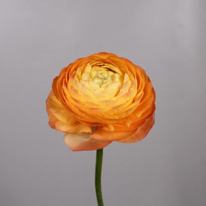 RANUNCULUS AAZUR APRICOT EX
