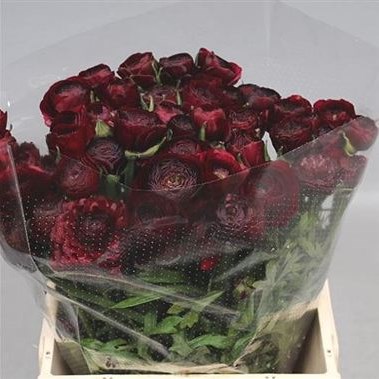RANUNCULUS AAZUR BLACK EX