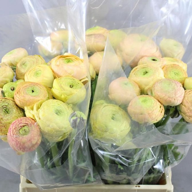 RANUNCULUS AAZUR CHAMPAGNE EX