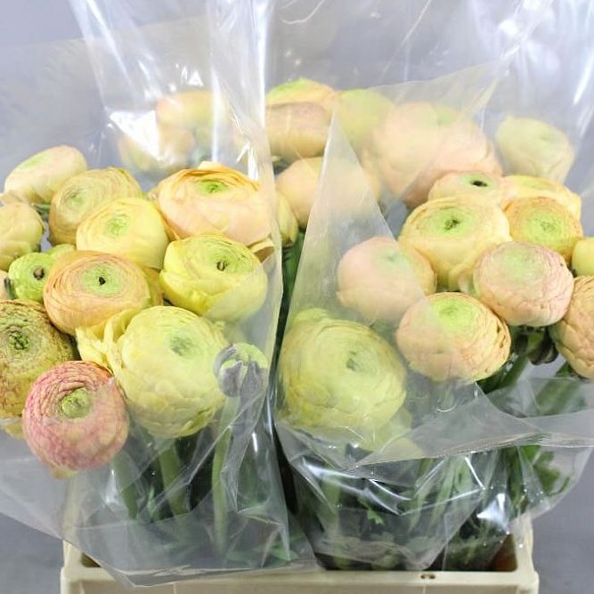 RANUNCULUS AAZUR CHAMPAGNE SUPER