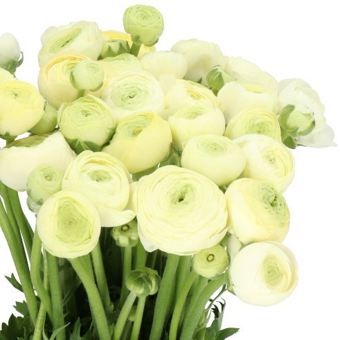 RANUNCULUS AAZUR CREAM 40cm | Wholesale Dutch Flowers & Florist Supplies UK