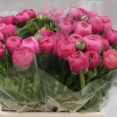 RANUNCULUS AAZUR DEEP PINK