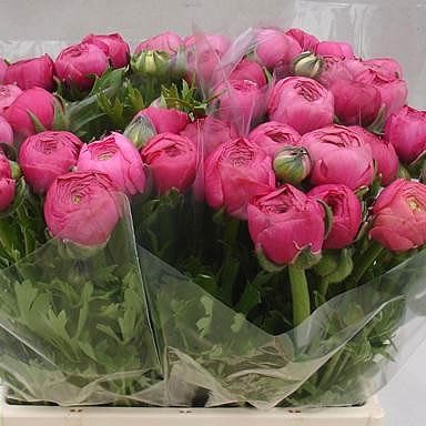 RANUNCULUS AAZUR DEEP PINK EX