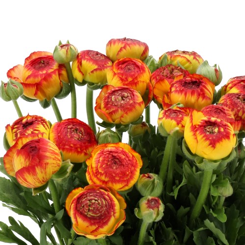 RANUNCULUS AAZUR FIREBALL