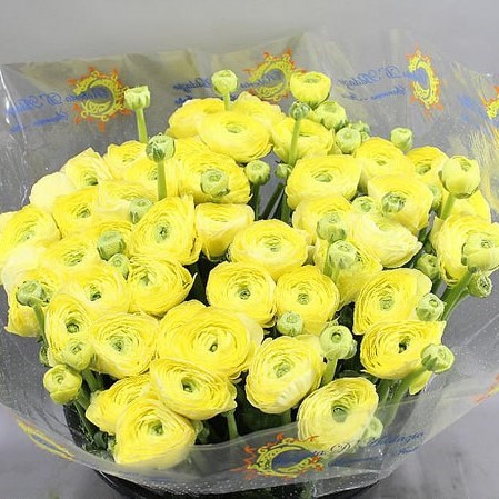 RANUNCULUS AAZUR LEMON