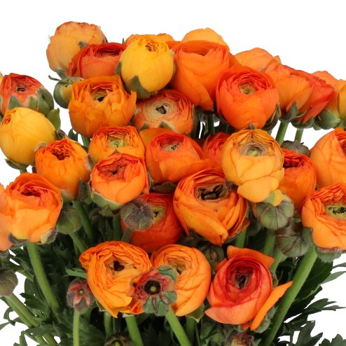 RANUNCULUS AAZUR LIGHT ORANGE 45cm | Wholesale Dutch Flowers & Florist