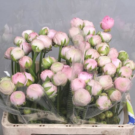 RANUNCULUS AAZUR LIGHT PINK