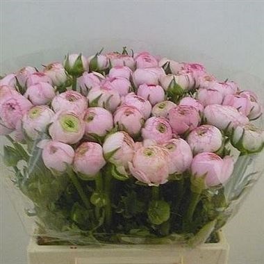 RANUNCULUS AAZUR LIGHT PINK EX