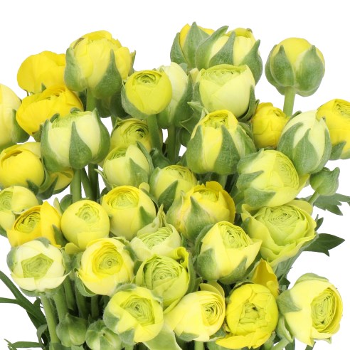 RANUNCULUS AAZUR LIME GREEN EX