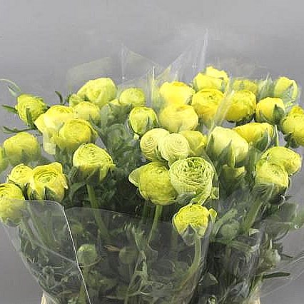RANUNCULUS AAZUR LIME GREEN EX