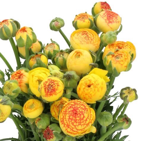 RANUNCULUS AAZUR ORANGE STRIPES